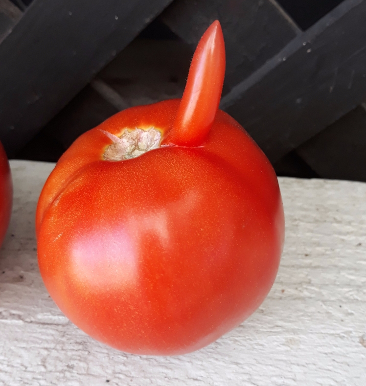 Tomato with extension